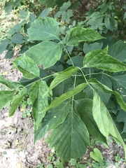 Acer negundo