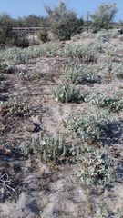 Convolvulus persicus