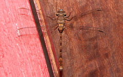 Acanthaeschna victoria