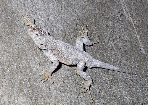 Canyon Lizard