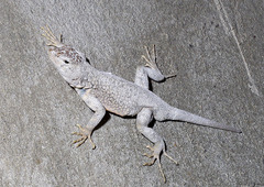 Canyon Lizard photo 2