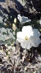 Convolvulus persicus