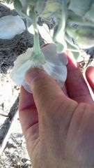 Convolvulus persicus