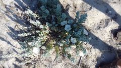 Convolvulus persicus