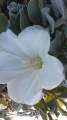 Convolvulus persicus