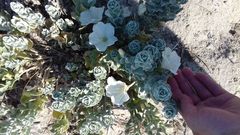 Convolvulus persicus