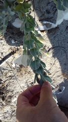 Convolvulus persicus