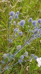 Eryngium planum
