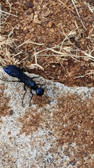 Chlorion aerarium