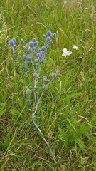Eryngium planum