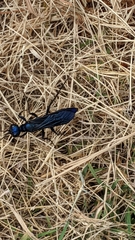 Chlorion aerarium