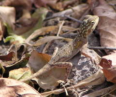Agama picticauda