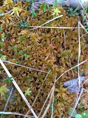 Sphagnum flavicomans