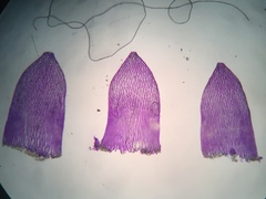 Sphagnum flavicomans