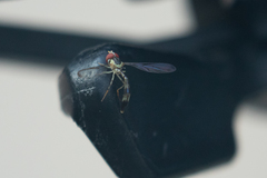 Victoriana attenuata