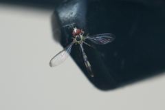 Victoriana attenuata