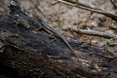 Sceloporus variabilis marmoratus