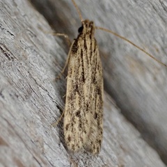 Spinitibia hodgesi