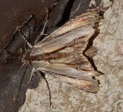 Cucullia convexipennis