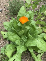 Calenduleae