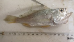 Larimus breviceps