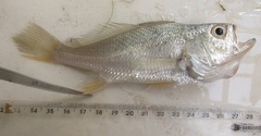 Larimus breviceps