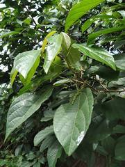 Alchornea glandulosa