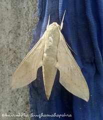 Theretra gnoma