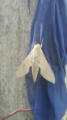 Theretra gnoma