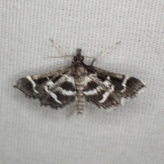Diasemiodes janassialis