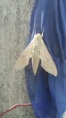 Theretra gnoma