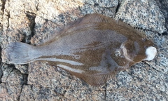 Psettichthys melanostictus