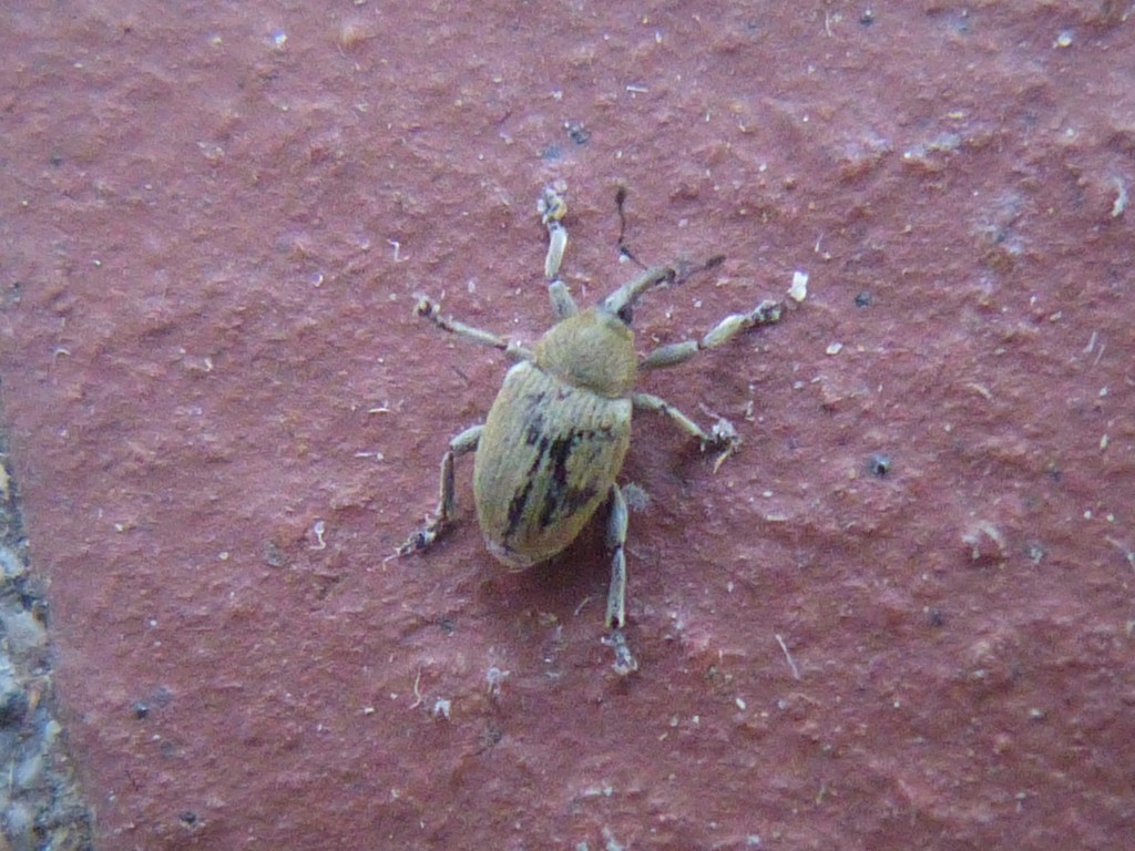Sibinia viscariae