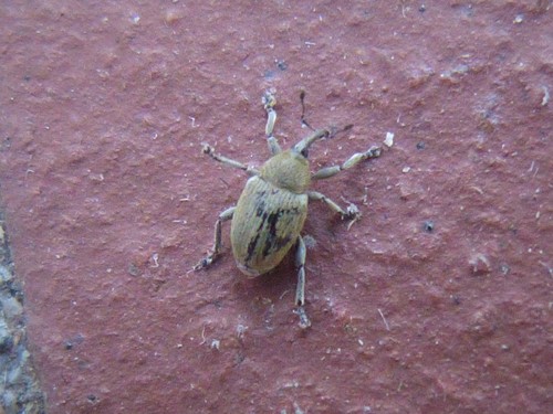 Sibinia viscariae