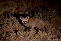 Bat-Eared Fox photo 4