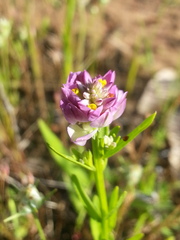 Polygala mariana