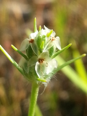 Plantago aristata