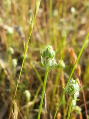 Plantago aristata