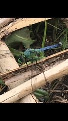 Erythemis simplicicollis