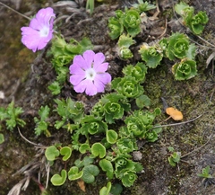 Primula minima