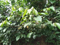 Alchornea glandulosa