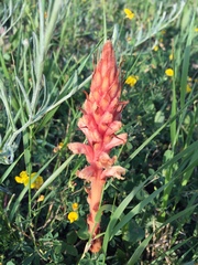 Orobanche kochii