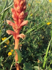 Orobanche kochii