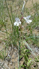 Penstemon albidus