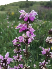 Phlomoides tuberosa