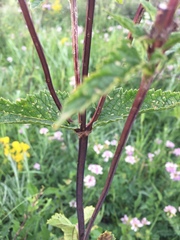 Phlomoides tuberosa