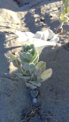 Convolvulus persicus