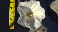 Convolvulus persicus