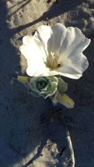 Convolvulus persicus