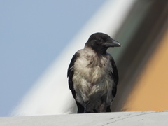Corvus cornix